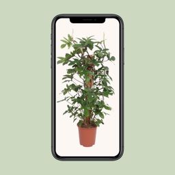 Philodendron Pedatum (11013)