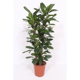 Ficus Cyathistipula (10195)