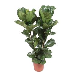Ficus Lyrata (18252)