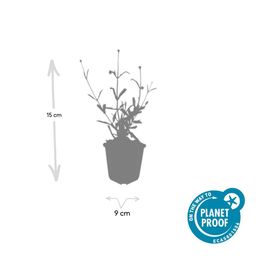 Garden basics 24x Verbena bon. 'Lollipop' - ↕10-25cm - Ø9cm (50604)
