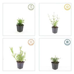 Garden basics 24x Verbena bon. 'Lollipop' - ↕10-25cm - Ø9cm (50604)