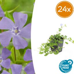 Garden basics 24x Vinca minor 'La Grave' - ↕10-25cm - Ø9cm (50635)