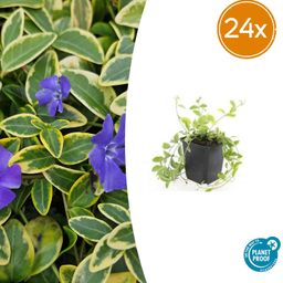 Garden basics 24x Vinca minor 'Aureovariegata' - ↕10-25cm - Ø9cm (50629)