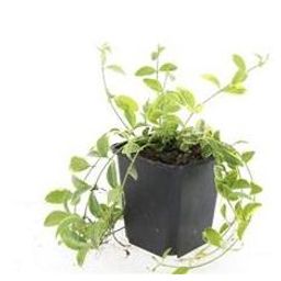 Garden basics 24x Vinca minor 'Aureovariegata' - ↕10-25cm - Ø9cm (50629)