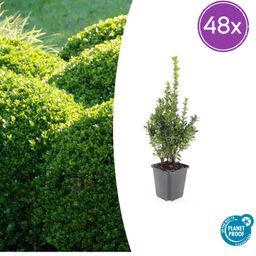 Garden basics 48x Buxus Sempervirens - ↕10-25cm - Ø9cm (50640)