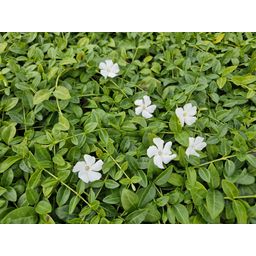 Garden basics 24x Vinca minor 'Gertrude Jekyll' - ↕10-25cm - Ø9cm (50633)