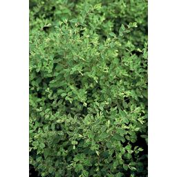 Garden basics 24x Symphoricarpos ch. 'Hancock' - ↕10-25cm - Ø9cm (50602)