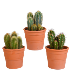 House of cactus Cereus mix 10,5cm - 3x - in terracotta pot (8720387961436)