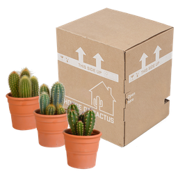 House of cactus Cereus mix 10,5cm - 3x - in terracotta pot (8720387961436)