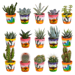 House of cactus Cactus en vetplanten mix 5.5 cm | 15 stuks - in Mexicaanse pot (8720387961160)