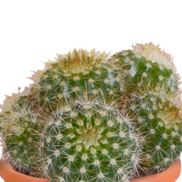 House of cactus Cactus en vetplanten mix 5.5 cm | 15 stuks - in Mexicaanse pot (8720387961160)