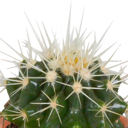 House of cactus Cactus en vetplanten mix 5.5 cm | 15 stuks - in Mexicaanse pot (8720387961160)
