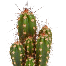 House of cactus Cactus en vetplanten mix 5.5 cm | 15 stuks - in Mexicaanse pot (8720387961160)