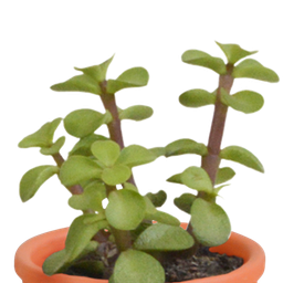 House of cactus Cactus en vetplanten mix 5.5 cm | 15 stuks - in Mexicaanse pot (8720387961160)