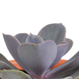 House of cactus Cactus en vetplanten mix 5.5 cm | 15 stuks - in Mexicaanse pot (8720387961160)