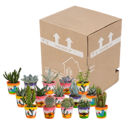 House of cactus Cactus en vetplanten mix 5.5 cm | 15 stuks - in Mexicaanse pot (8720387961160)