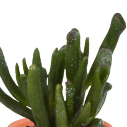 House of cactus Cactus en vetplanten mix 5.5 cm | 15 stuks - in Mexicaanse pot (8720387961160)