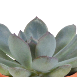 House of cactus Cactus en vetplanten mix 5.5 cm | 15 stuks - in Mexicaanse pot (8720387961160)