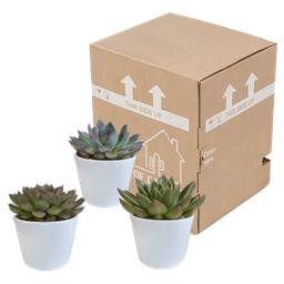 House of cactus Echeveria mix 10.5 cm - 3x - in witte pot (8720618070227)