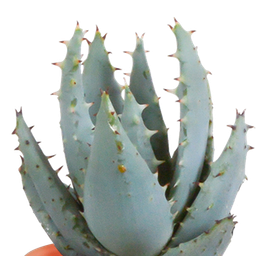 House of cactus Cactus en vetplanten mix 5.5 cm | 15 stuks - in Mexicaanse pot (8720387961160)