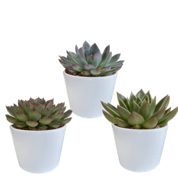 House of cactus Echeveria mix 10.5 cm - 3x - in witte pot (8720618070227)