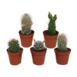 House of cactus Cactus mix 5.5 cm - zonder pot bloeiend - 5x (8720387961696)
