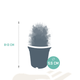 House of cactus Cactus mix 5.5 cm - zonder pot bloeiend - 5x (8720387961696)