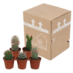 House of cactus Cactus mix 5.5 cm - zonder pot bloeiend - 5x (8720387961696)