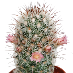 House of cactus Cactus mix 5.5 cm - zonder pot bloeiend - 5x (8720387961696)