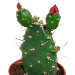 House of cactus Cactus mix 5.5 cm - zonder pot bloeiend - 5x (8720387961696)