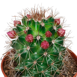 House of cactus Cactus mix 5.5 cm - zonder pot bloeiend - 5x (8720387961696)