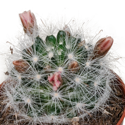 House of cactus Cactus mix 5.5 cm - zonder pot bloeiend - 5x (8720387961696)