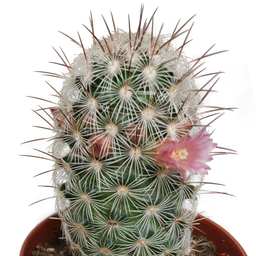 House of cactus Cactus mix 5.5 cm - zonder pot bloeiend - 5x (8720387961696)