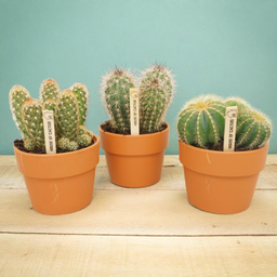 House of cactus Cactus mix 10.5 cm - in terracotta pot - 3x (8720387961399)