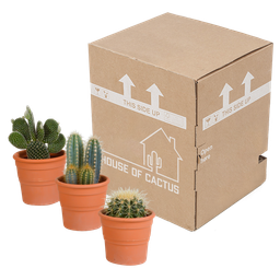 House of cactus Cactus mix 10.5 cm - in terracotta pot - 3x (8720387961399)
