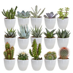 House of cactus Cactus en vetplanten mix 5.5 cm | 15 stuks - in witte pot (8720618070135)