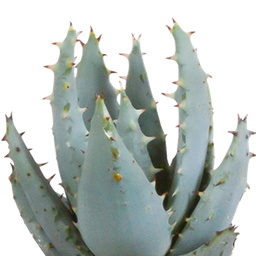 House of cactus Cactus en vetplanten mix 5.5 cm | 15 stuks - in witte pot (8720618070135)