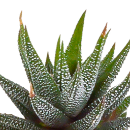House of cactus Cactus en vetplanten mix 5.5 cm | 15 stuks - in witte pot (8720618070135)