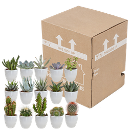 House of cactus Cactus en vetplanten mix 5.5 cm | 15 stuks - in witte pot (8720618070135)