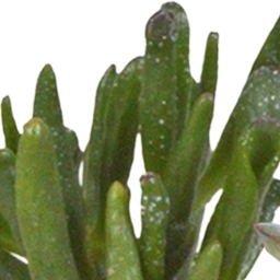 House of cactus Cactus en vetplanten mix 5.5 cm | 15 stuks - in witte pot (8720618070135)