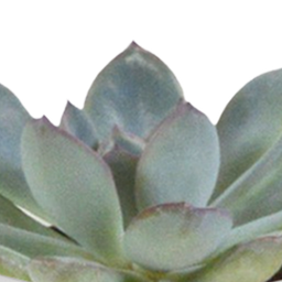 House of cactus Cactus en vetplanten mix 5.5 cm | 15 stuks - in witte pot (8720618070135)