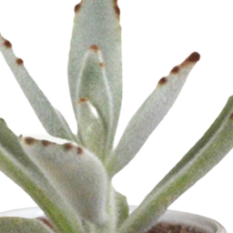 House of cactus Cactus en vetplanten mix 5.5 cm | 15 stuks - in witte pot (8720618070135)