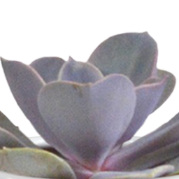 House of cactus Cactus en vetplanten mix 5.5 cm | 15 stuks - in witte pot (8720618070135)