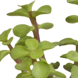 House of cactus Cactus en vetplanten mix 5.5 cm | 15 stuks - in witte pot (8720618070135)