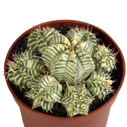 House of cactus Euphorbia meloformis variegata - clay - 10,5cm - 1x (8720618070326)