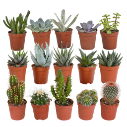 House of cactus Cactus en vetplanten mix 5.5 cm | 15 stuks - zonder pot (8720387961139)