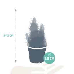 House of cactus Cactus en vetplanten mix 5.5 cm | 15 stuks - zonder pot (8720387961139)