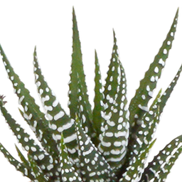House of cactus Cactus en vetplanten mix 5.5 cm | 15 stuks - in witte pot (8720618070135)
