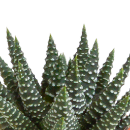 House of cactus Cactus en vetplanten mix 5.5 cm | 15 stuks - zonder pot (8720387961139)