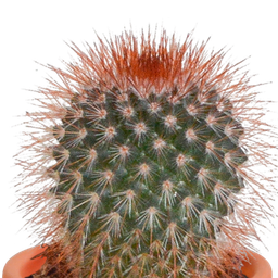House of cactus Cactus en vetplanten mix 5.5 cm | 15 stuks - zonder pot (8720387961139)